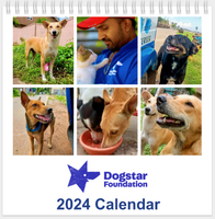 💙 2024 Dogstar Desk Calendar  💙 Every purchase feeds 10 dogs & cats 🛺 🐶🐱