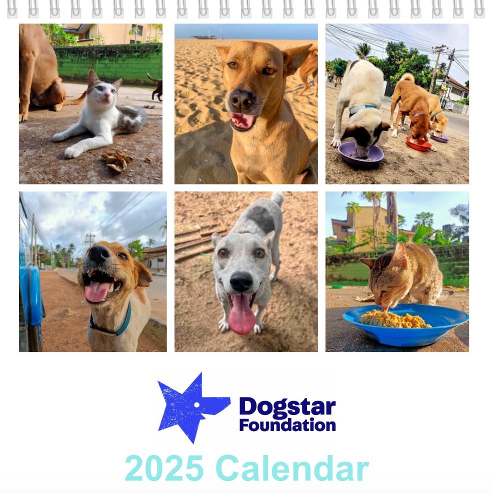 💙 2025 Dogstar Desk Calendar 💙