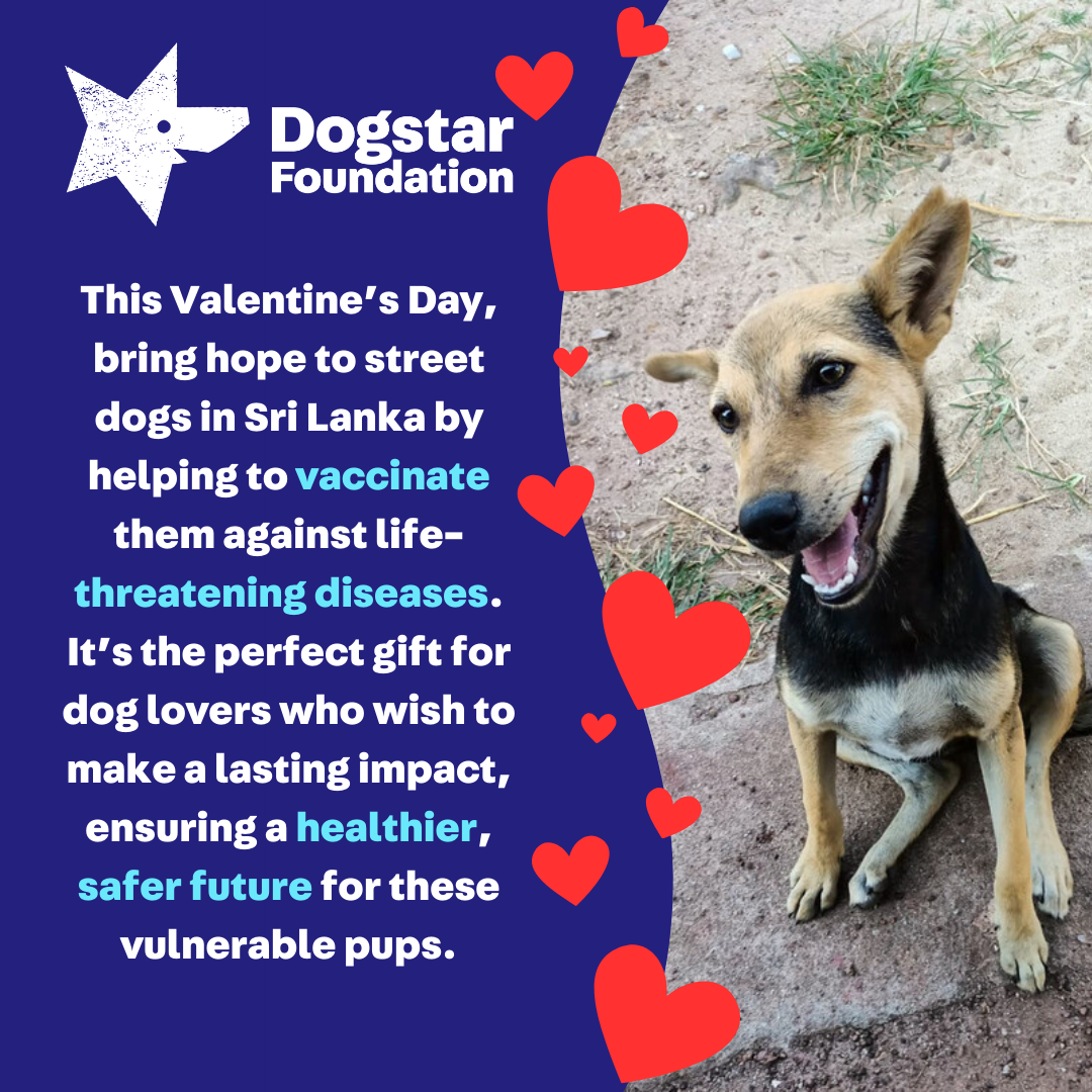 Virtual Valentine's Day Gift - Vaccinate a Sri Lankan Street Dog