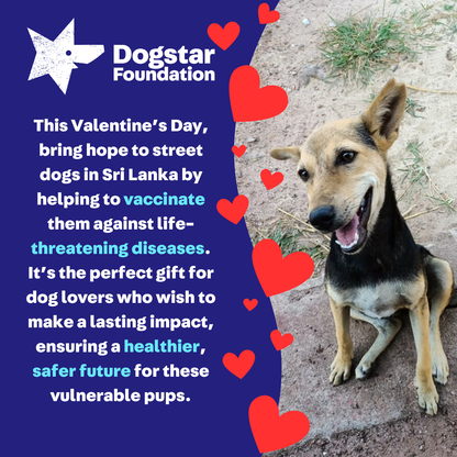 Virtual Valentine's Day Gift - Vaccinate a Sri Lankan Street Dog