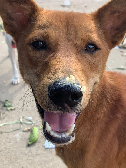 Virtual Christmas Gift - Feed Sri Lankan Street Dogs