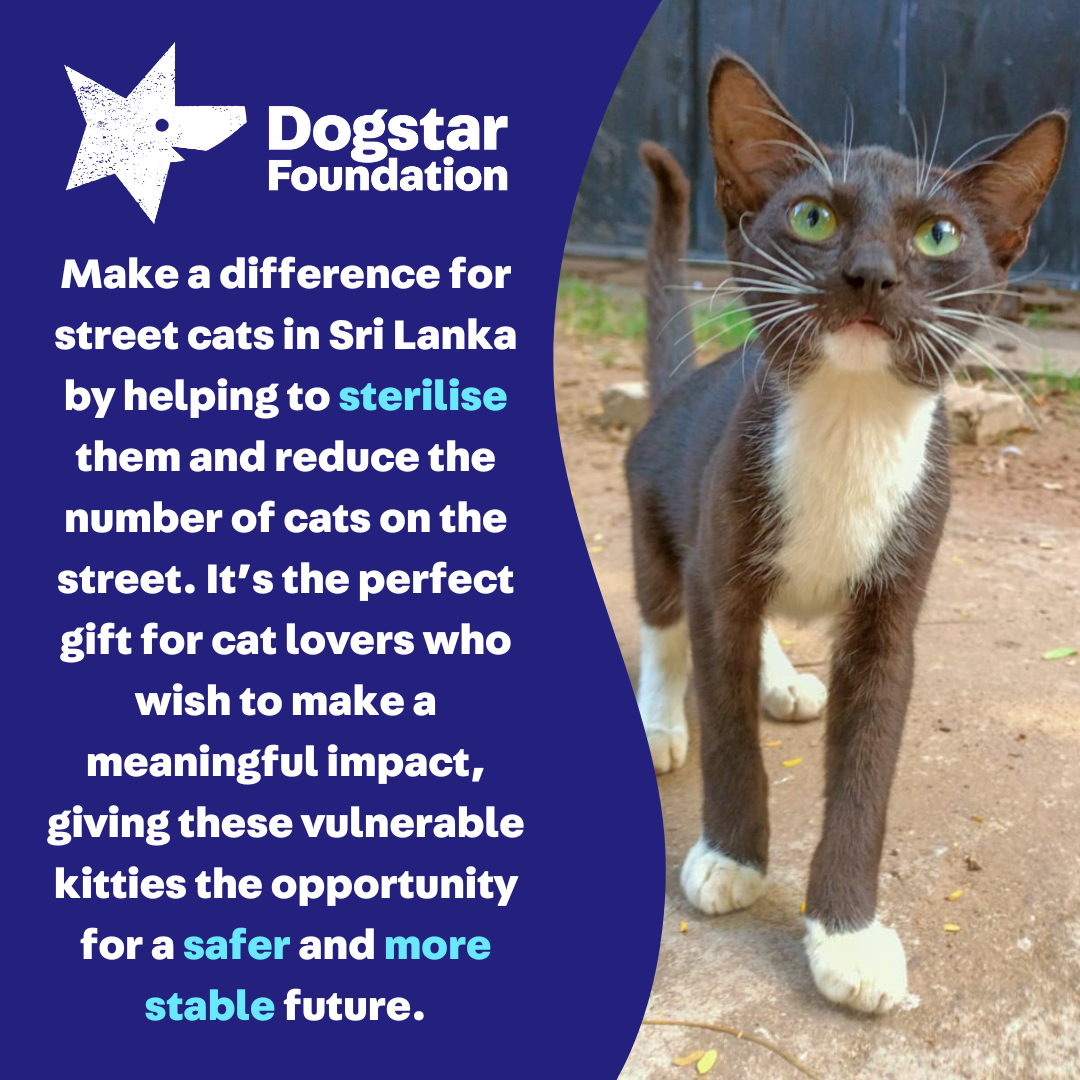 Virtual Gift - Sterilise a Sri Lankan Street Cat