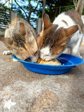 💙 Meals on 3 wheels  🛺 Feed 10 cats a tasty meal 🐈 - Gift e-Card 💙