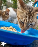 💙 Meals on 3 wheels  🛺 Feed 300 cats a tasty meal 🐈 - Gift e-Card 💙