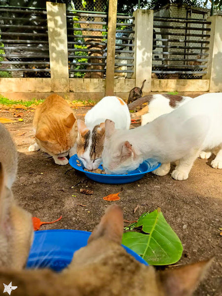 💙 Meals on 3 wheels  🛺 Feed 30 cats a tasty meal 🐈 - Gift e-Card 💙
