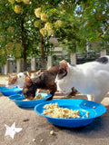 💙 Meals on 3 wheels  🛺 Feed 60 cats a tasty meal 🐈 - Gift e-Card 💙