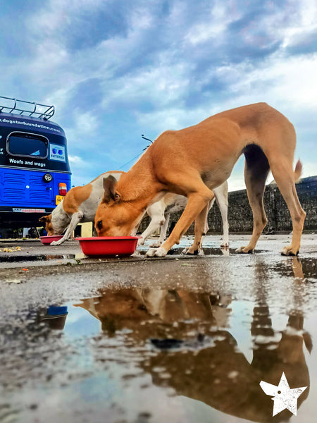 💙 Meals on 3 wheels  🛺 Feed 200 dogs a tasty meal - Gift e-Card 💙