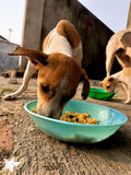 💙 Meals on 3 wheels  🛺 Feed 50 dogs a tasty meal - Gift e-Card 💙