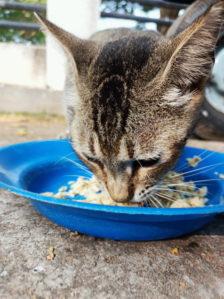 💙 Meals on 3 wheels  🛺 Feed 100 cats a tasty meal 🐈 - Gift e-Card 💙
