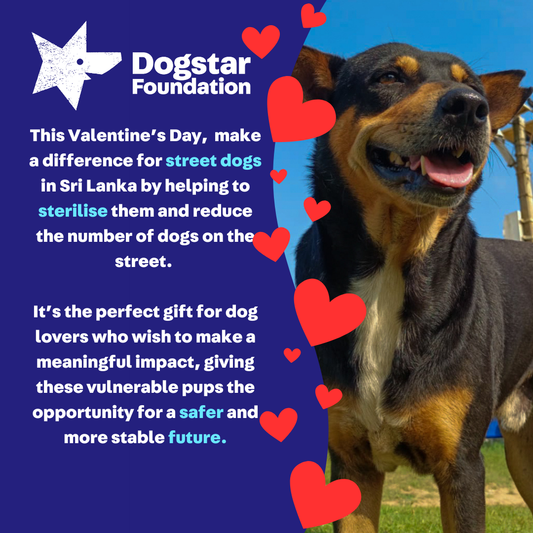 Virtual Valentine's Day Gift - Sterilise a Sri Lankan Street Dog