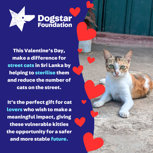 Virtual Valentine's Day Gift - Sterilise a Sri Lankan Street Cat
