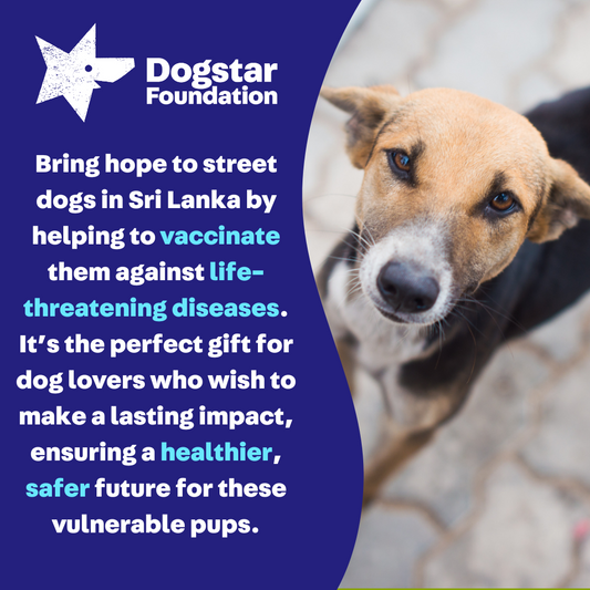 Virtual Gift - Vaccinate a Sri Lankan Street Dog