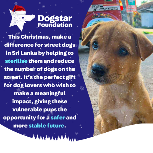 Virtual Christmas Gift - Sterilise a Sri Lankan Street Dog