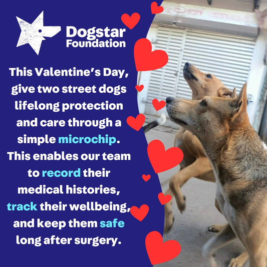 Virtual Valentine's Day Gift - Microchip Two Dogs