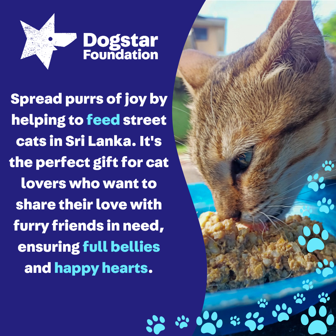 Virtual Father's Day Gift - Feed Sri Lankan Street Cats