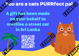 🐈 Spay a Sri Lankan cat 🐈  Gift e-Card