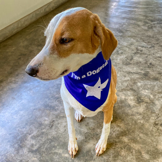 Dogstar Dog Bandana (Large)