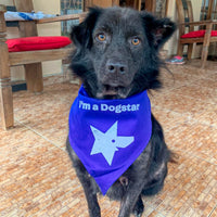 "I'm a Dogstar" - Dog Bandana - SMALL