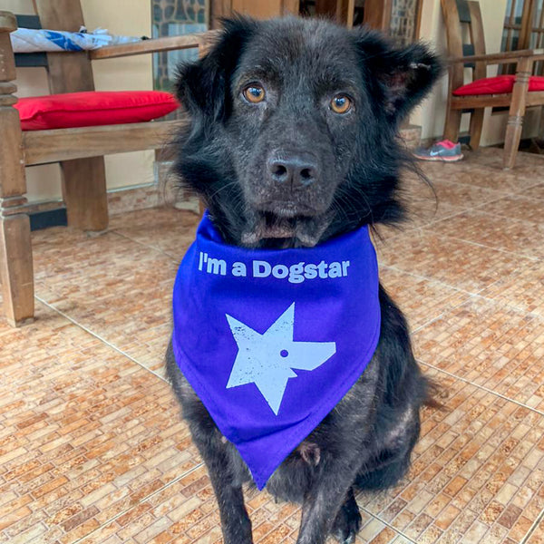 "I'm a Dogstar" - Dog Bandana - LARGE